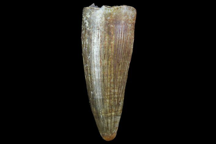 Cretaceous Crocodile (Borealosuchus) Tooth - North Dakota #88732